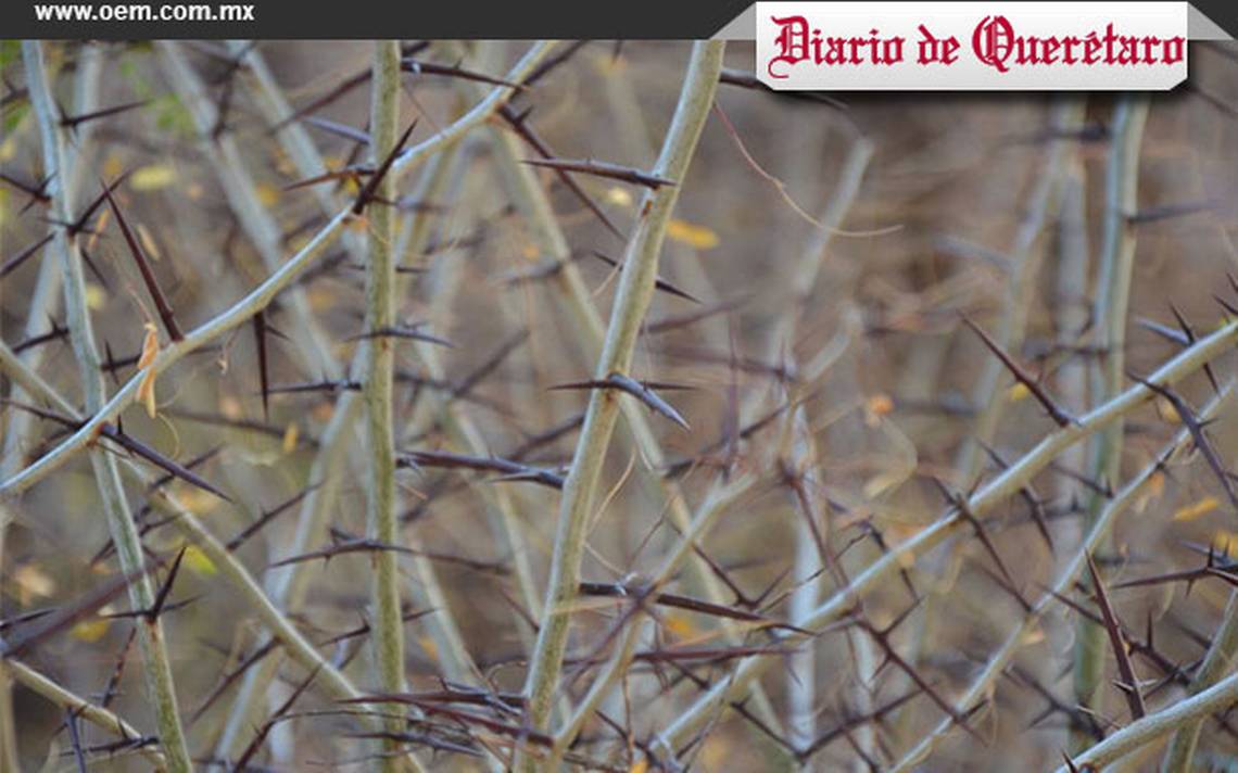 rbol con espinas en forma de cruz atractivo de convento en