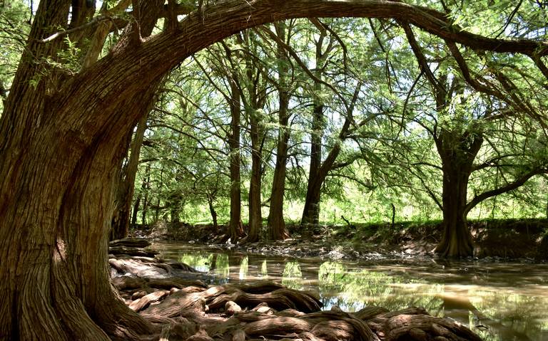 https://www.elsoldemexico.com.mx/circulos/turismo/gkuxcq-bosque-las-musas/ALTERNATES/LANDSCAPE_768/Bosque%20Las%20Musas