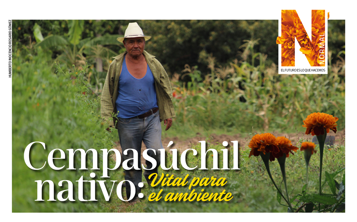Cempasúchil nativo: Vital para el ambiente - El Sol de México | Noticias,  Deportes, Gossip, Columnas