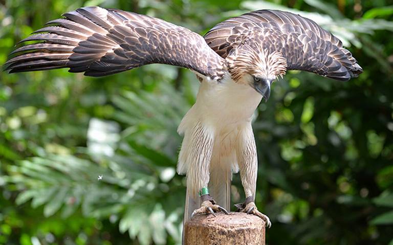 Celebran nacimiento de águila monera filipina; solo hay 100 - El Sol de  México | Noticias, Deportes, Gossip, Columnas