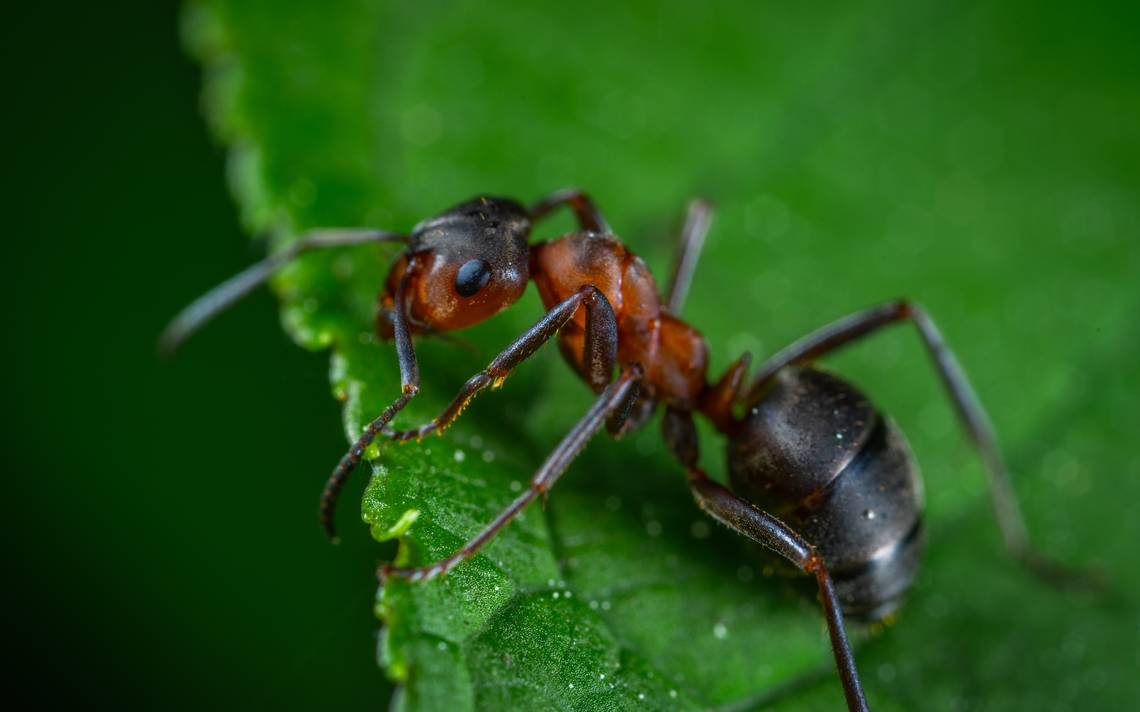 Hormigas vivas -  México