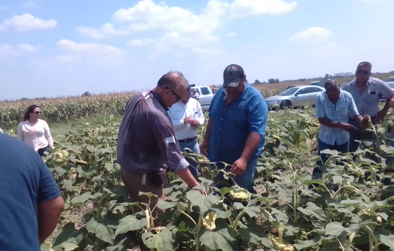 ¿Cómo ayuda el cultivo de girasol a detener la desertificación? - El Sol de  Durango | Noticias Locales, Policiacas, sobre México, Durango y el Mundo