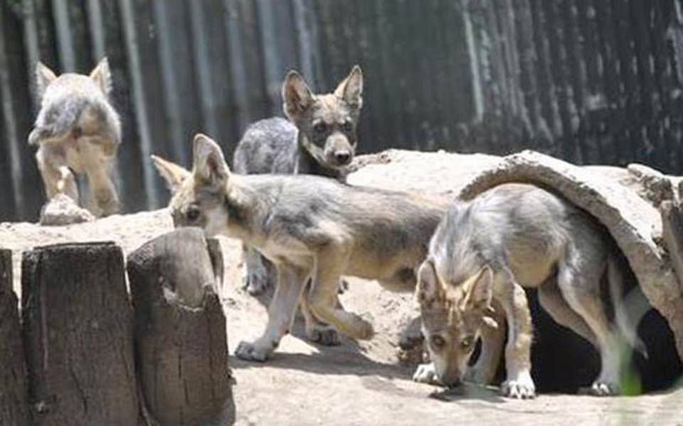 Hay en el país casi 250 lobos mexicanos - El Sol de México | Noticias,  Deportes, Gossip, Columnas