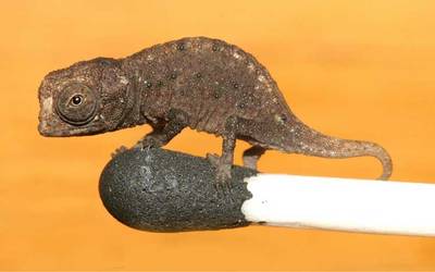 Resultado de imagen para Así es el nanocamaleón, el reptil más pequeño del mundo que fue descubierto en Madagascar