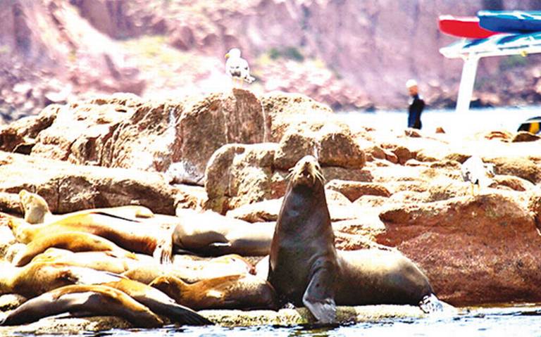 Por ataques de lobos marinos, prohíben nado en playa de BCS - El Sol de  México | Noticias, Deportes, Gossip, Columnas