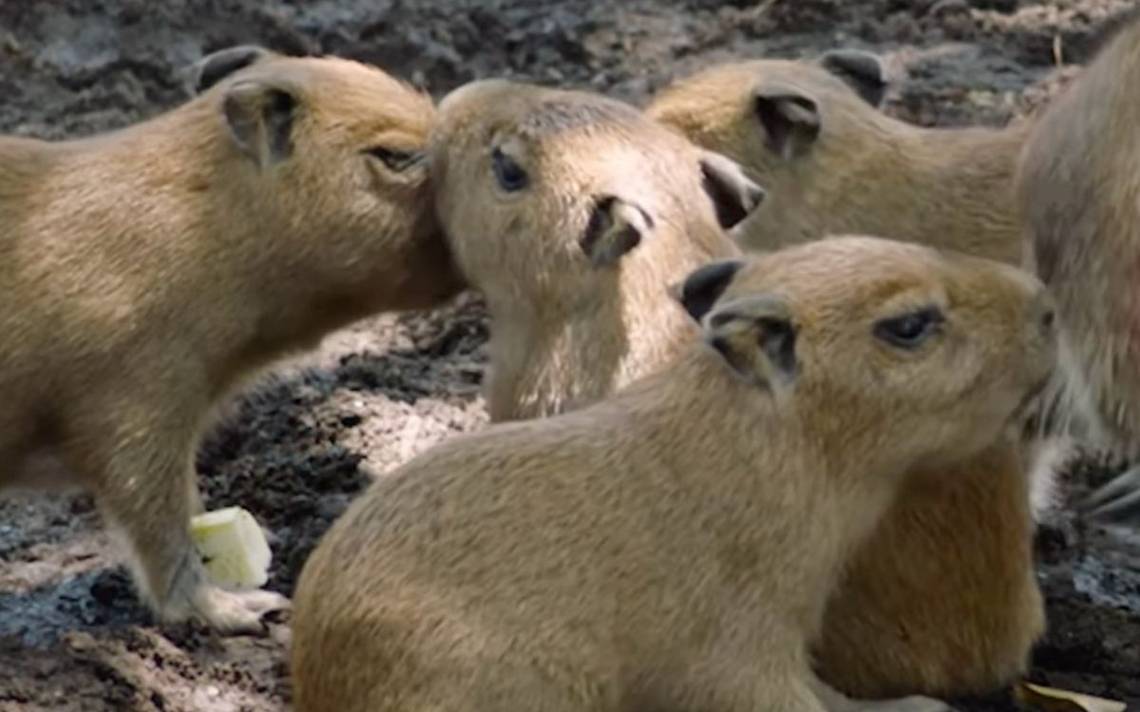 CAPIVARA DEU A LUZ A 16,379,887,348,865 DE CAPIVARAS - Capybara