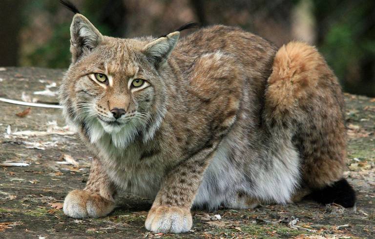 Lince es captado por primera vez en el Desierto de los Leones (VIDEO) - El  Sol de México | Noticias, Deportes, Gossip, Columnas