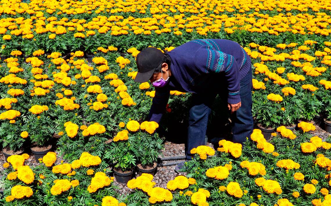 Flor de cempasúchitl quiere vencer al virus coronavirus covid-19 dia de  muertos tradiciones economia - El Sol de México | Noticias, Deportes,  Gossip, Columnas