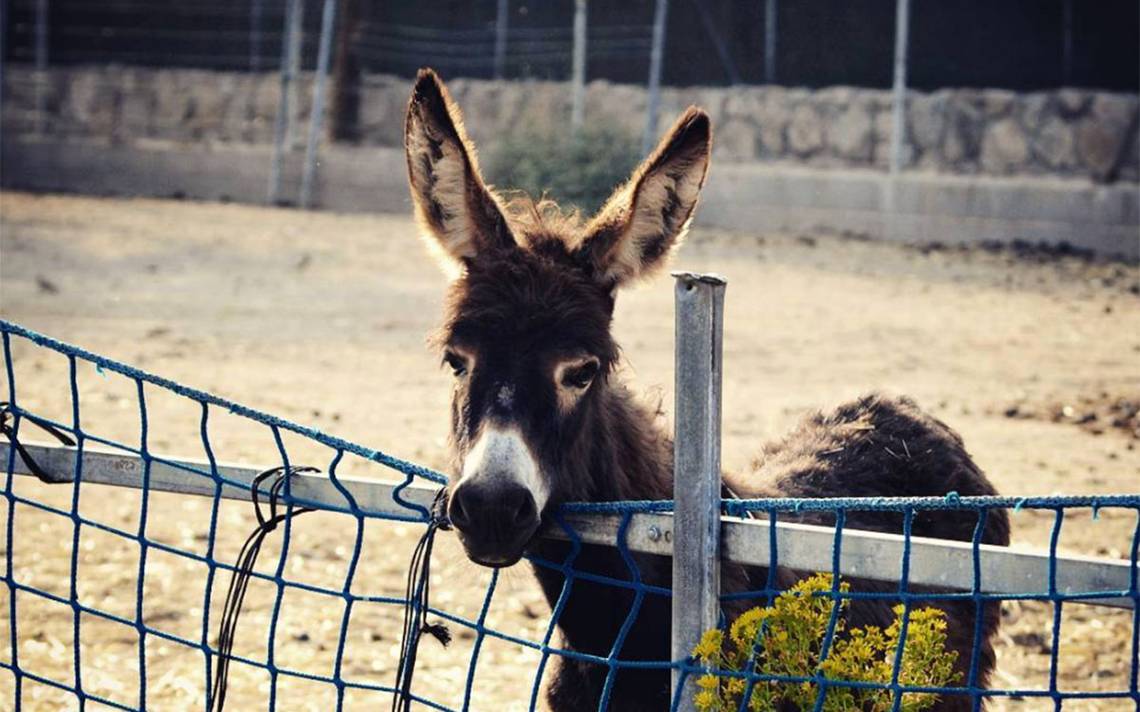 Burrolandia: el santuario de los burros y albergue para animales  maltratados - El Sol de México | Noticias, Deportes, Gossip, Columnas