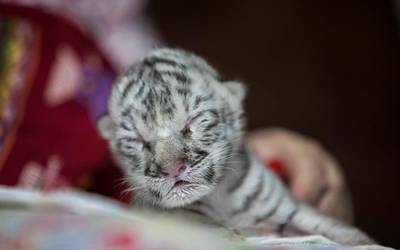 Nieves La Bebe Tigre De Bengala Que Enamoro Al Mundo El Sol De Mexico Noticias Deportes Gossip Columnas