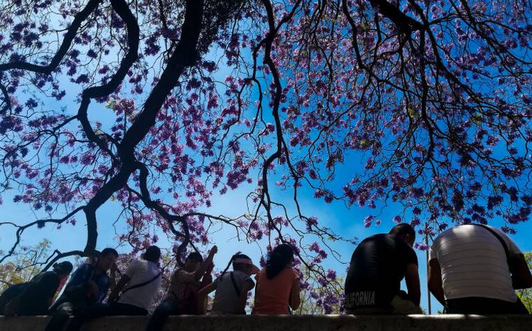 beneficios que brinda el arbolado urbano dia mundial del arbol - El Sol de  México | Noticias, Deportes, Gossip, Columnas