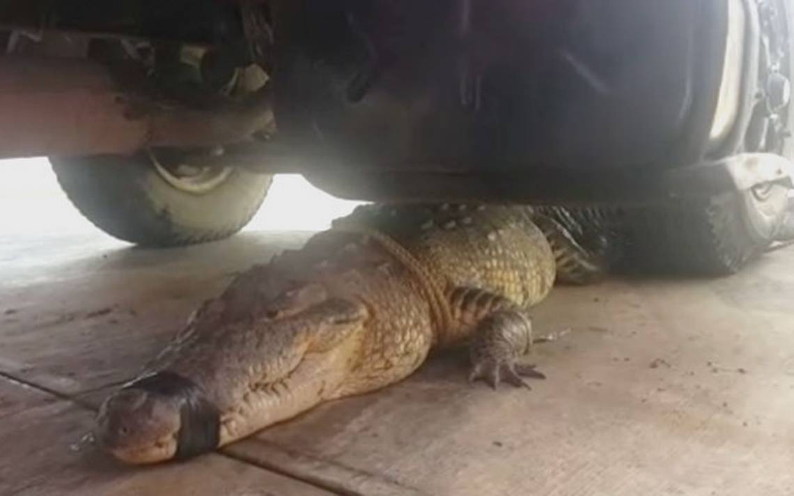 Video ¿Otro Godzilla? Capturan cocodrilo de 4 metros en Tampico - Diario  del Sur | Noticias Locales, Policiacas, sobre México, Chiapas y el Mundo