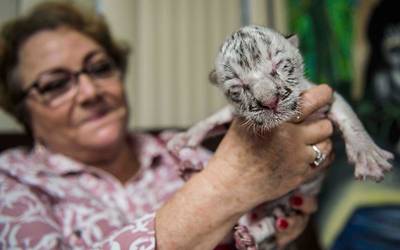 Muere Nieves La Bebe Tigre De Bengala Famosa Por Haber Nacido En Cautiverio El Sol De Mexico Noticias Deportes Gossip Columnas