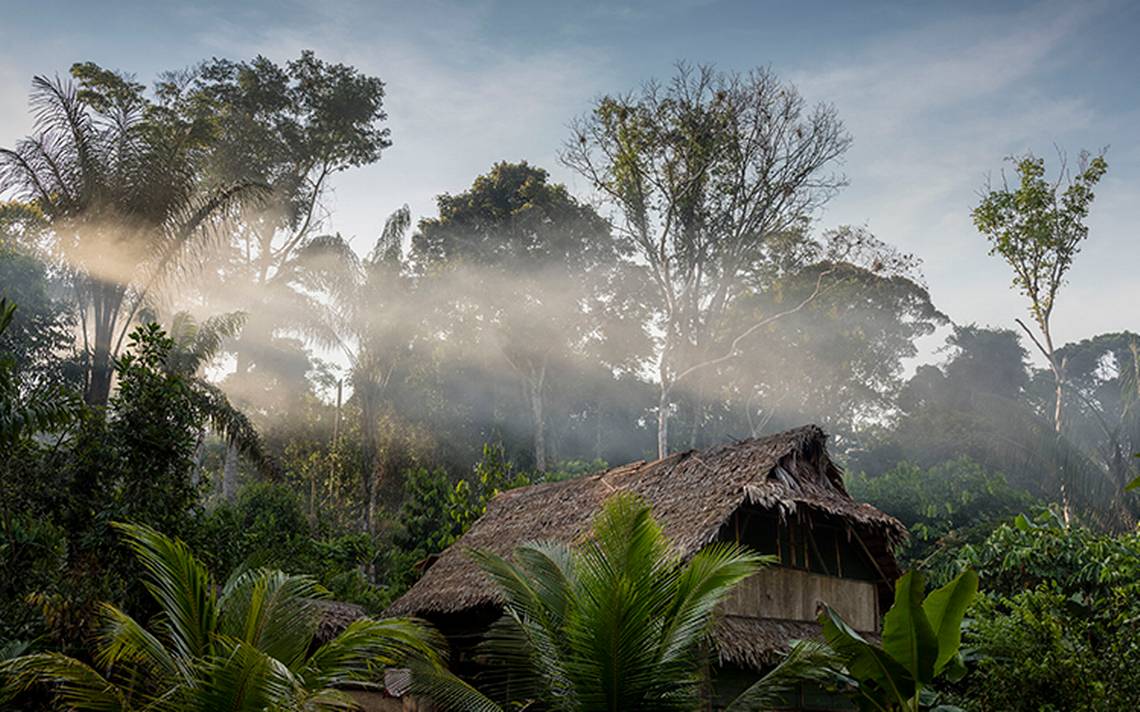 Enterate Por Que El Cacao Es El Nuevo Enemigo De La Amazonas El