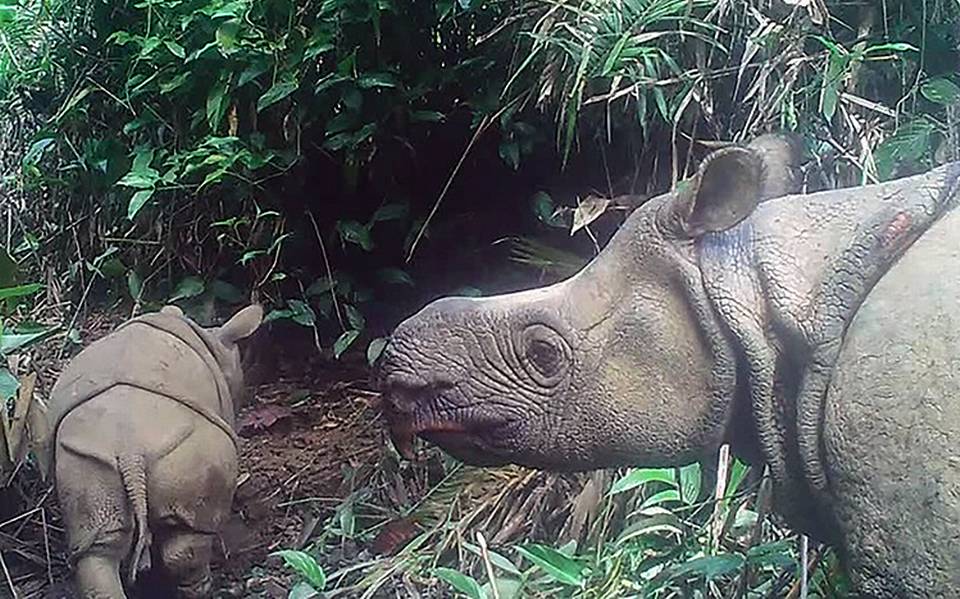 Hallan bebés rinoceronte Java, peligro extinción, Parque Nacional Ujung  Kulon - El Sol de México | Noticias, Deportes, Gossip, Columnas