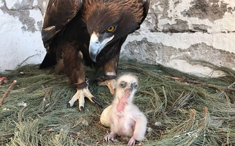 Nace en Querétaro primera águila real producto de inseminación artificial -  El Sol de México | Noticias, Deportes, Gossip, Columnas