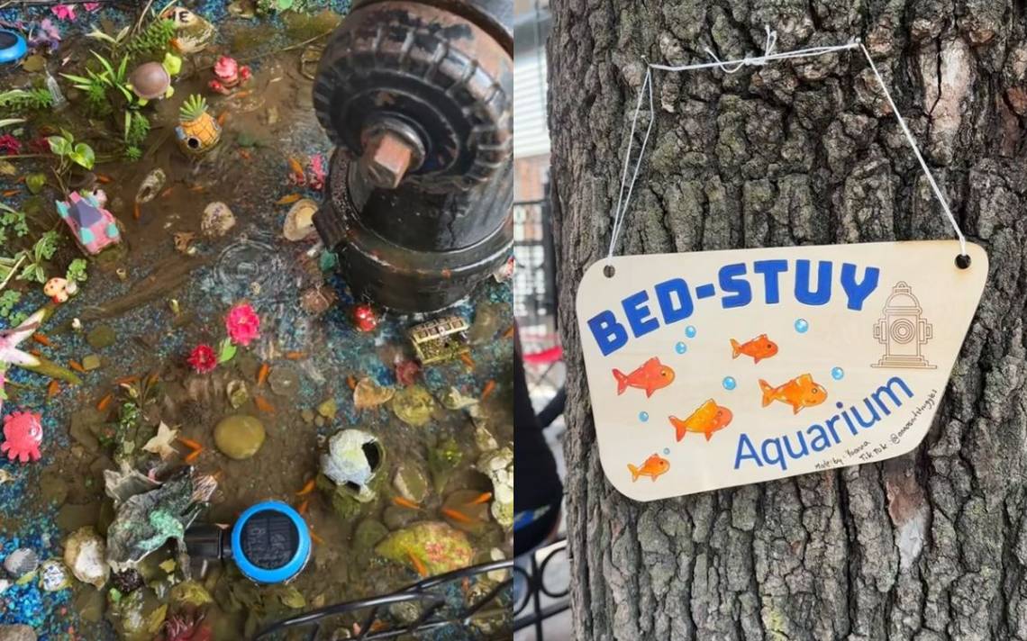 Bed Stuy: the aquarium born as an escape ​​and became a New York sensation – El Sol de México