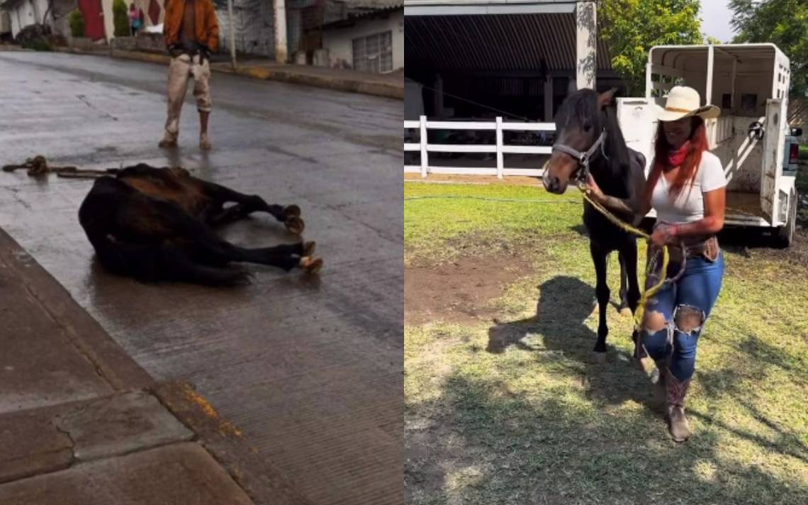 Rescatan a caballo que fue drogado en el Edomex: Niurko ya está en  Cuacolandia - El Sol de México | Noticias, Deportes, Gossip, Columnas