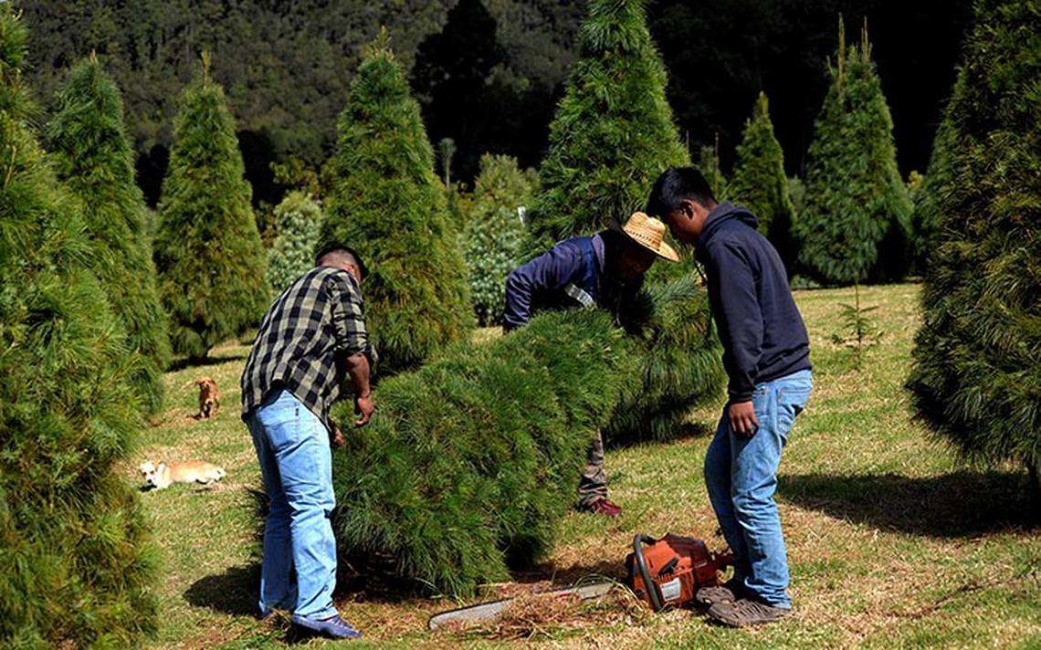 Fotos, Indígenas tzotziles, Chiapas, El Aguaje, cambian sus cultivos de  maíz por árboles de Navidad - El Sol de México | Noticias, Deportes,  Gossip, Columnas