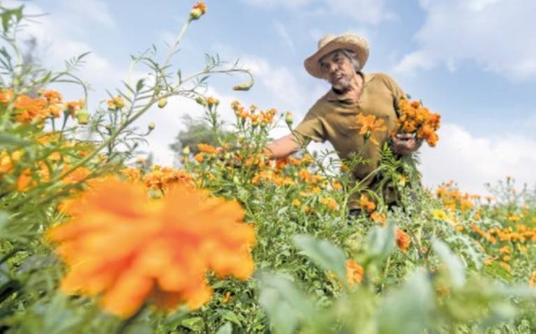 Covid también afecta producción de flores de cempasúchil - El Sol de México  | Noticias, Deportes, Gossip, Columnas