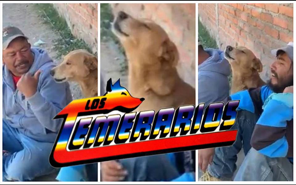 Video Perrito canta con sus compas canci n de Los Temerarios