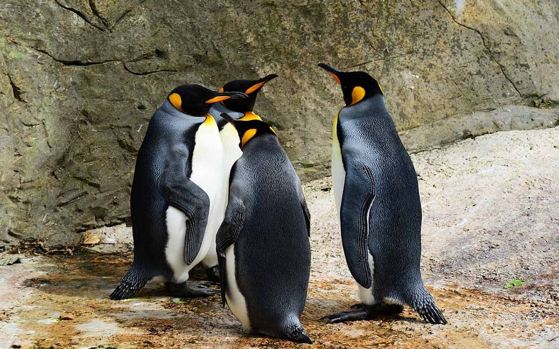 Bird flu detected in penguins near Antarctica – El Sol de México
