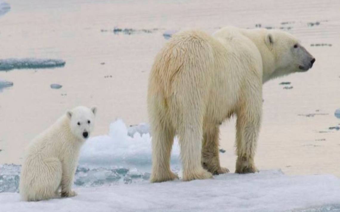 El oso polar está en peligro de extinción? - Datos de 2024 y vídeo