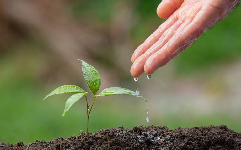 Cómo ser sustentable en casa? Te compartimos estos hábitos