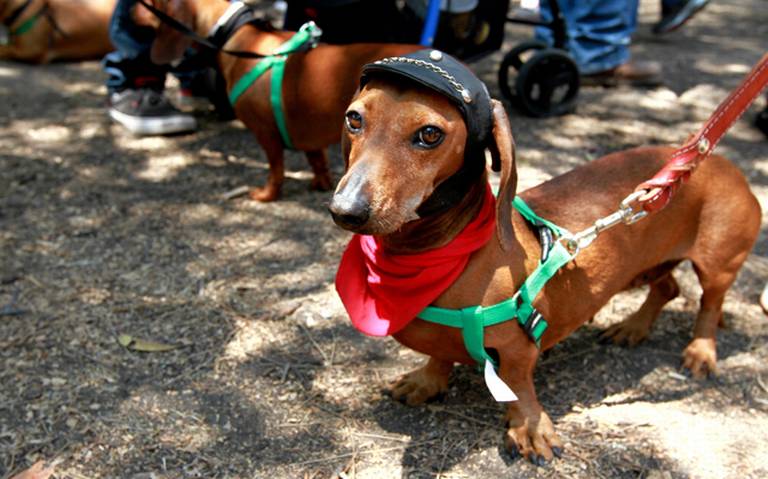 Día Nacional del Perro Salchicha en México - ARISTOPET