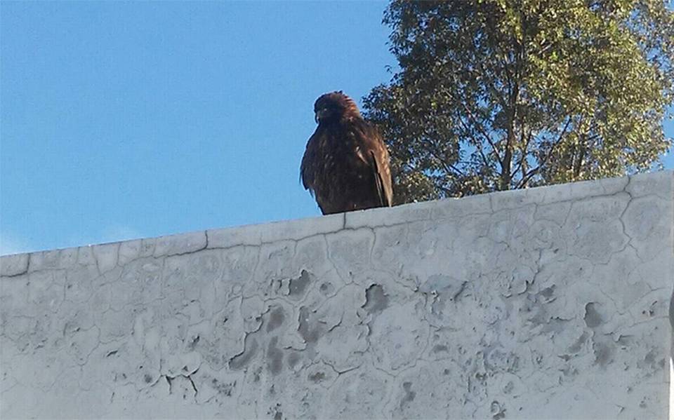 Águila parada sobre un nopal? No, encuentran águila en ¡estación del metro  Tláhuac! - El Sol de México | Noticias, Deportes, Gossip, Columnas