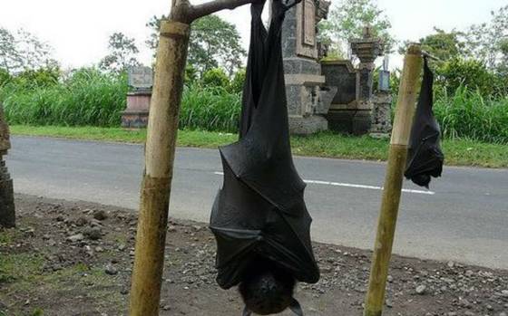 Increíble! ¡Capturan a Batman en Filipinas! - El Sol de Salamanca |  Noticias Locales, Policiacas, de México, Guanajuato y el Mundo