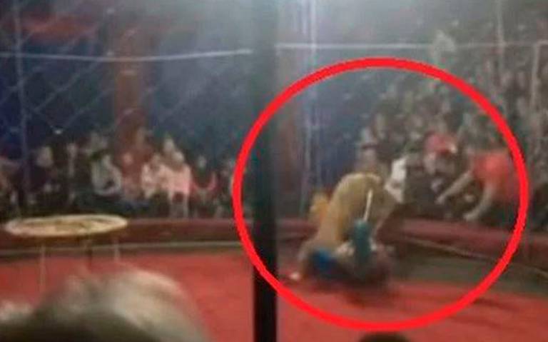 leon ataca a niña en circo video - El Sol de México | Noticias, Deportes,  Gossip, Columnas