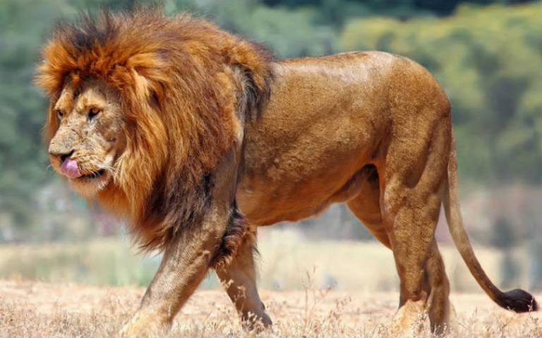 Cazador furtivo es devorado por una manada de leones en Sudáfrica - El Sol  de México | Noticias, Deportes, Gossip, Columnas