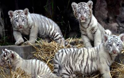 Zoologico Exhibira A Cuatro Cachorros Tigres De Bengala El Sol De Acapulco Noticias Locales Policiacas Sobre Mexico Guerrero Y El Mundo