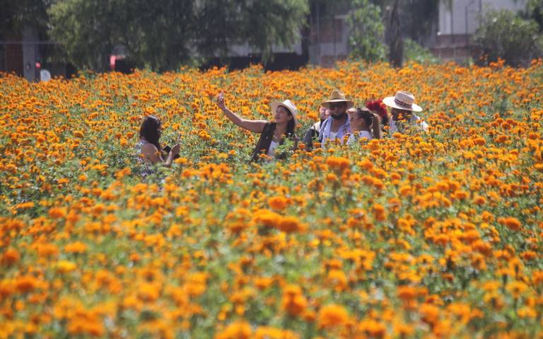 Listas más de 20 mil toneladas de cempasúchil para la celebración del Día  de Muertos: Sader - El Sol de México | Noticias, Deportes, Gossip, Columnas