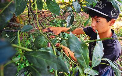 Fiebre Verde Aguacate En Mexico Un Negocio Toxico El Sol De