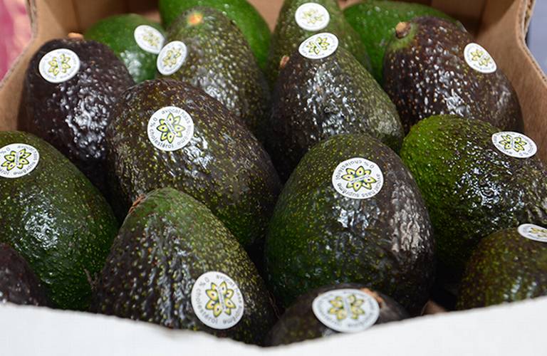 Aguacate alcanza precio histórico de 130 pesos el kilo en Michoacán – El  Financiero