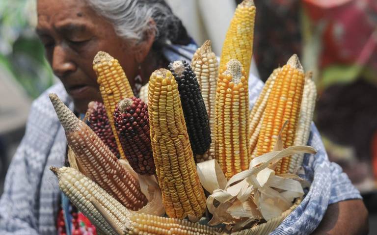 EU solicita consultas con México para solucionar diferencias sobre maíz  transgénico - El Sol de México | Noticias, Deportes, Gossip, Columnas