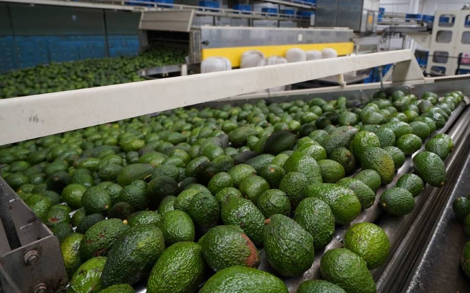 Sólo el 35% de empacadoras-exportadoras de aguacate en Michoacán cumplen  normativa laboral – Red de Mujeres Sindicalistas