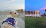 Fotos. Brenda Marquezhoyos | Repollo en el hotel Pierre Mundo Imperial, experiencia dog friendly