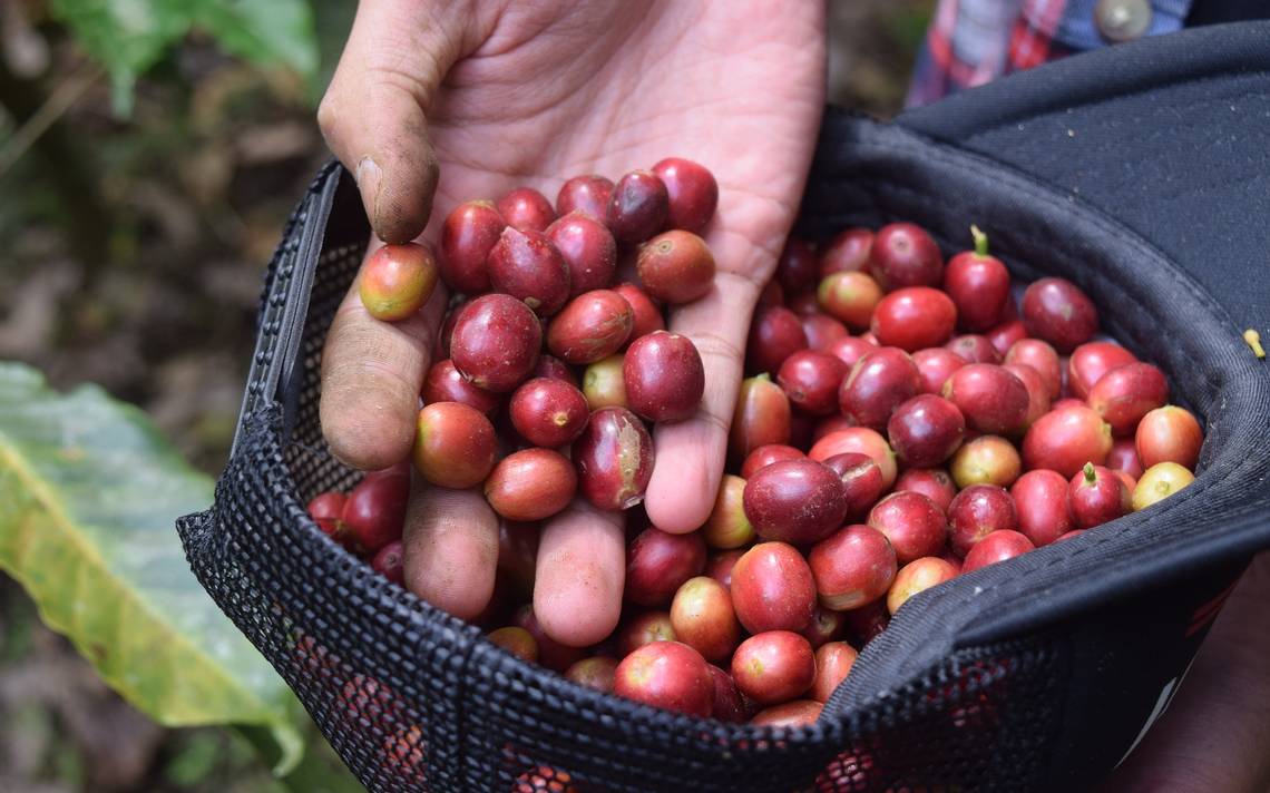 Café más caro del mundo, café con excremento - El Sol de Hermosillo