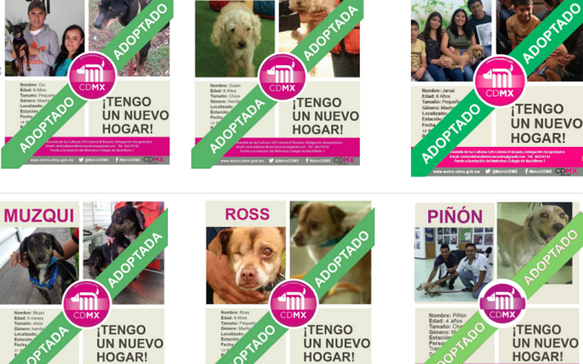 perritos-rescatados-metro.png