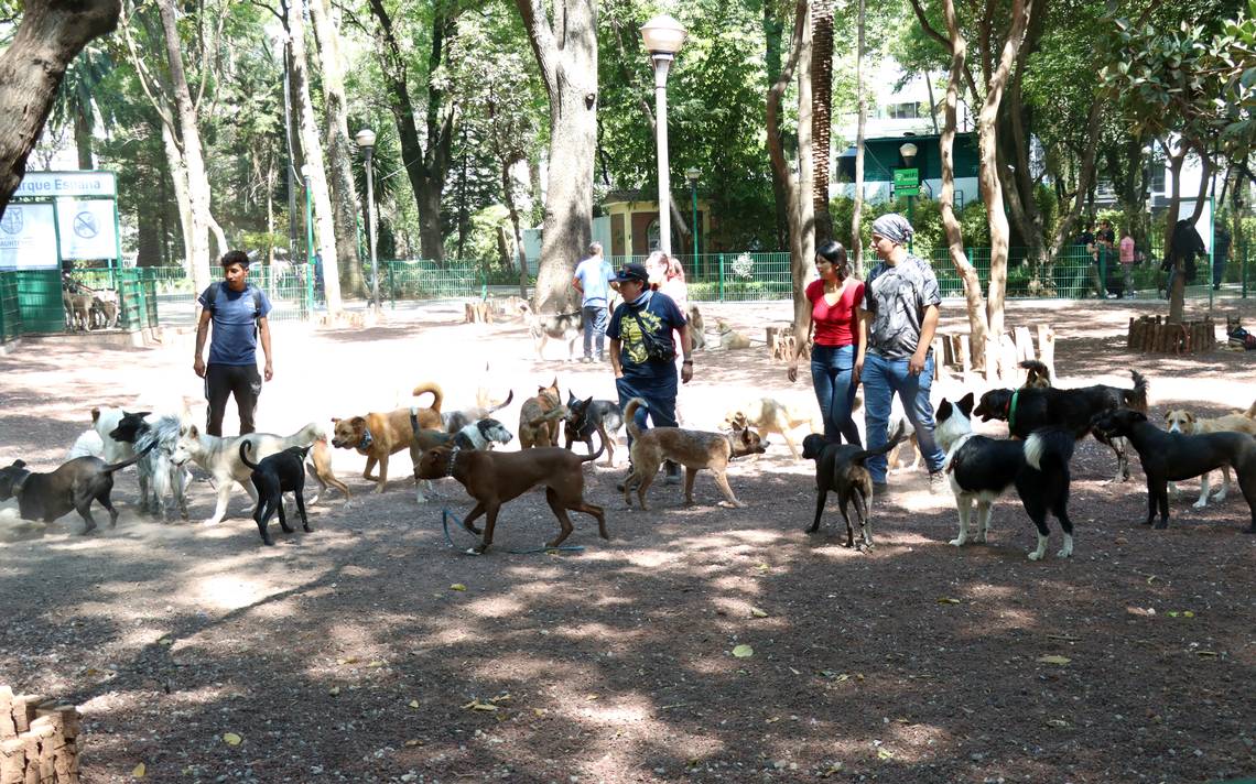 Parque Para Perros - Temu Mexico