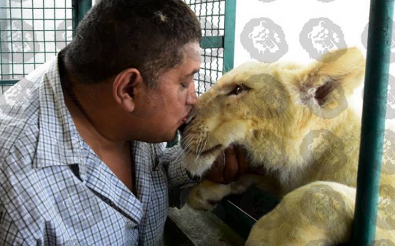 Adapta la azotea de su casa como jaula para sus leones, en CDMX colonia  Viaducto Iztacalco Profepa - El Sol de México | Noticias, Deportes, Gossip,  Columnas