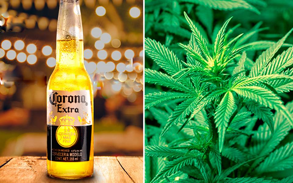 De vender cerveza Corona a marihuana? Constellation Brands compra el 10% de  Canopy Growth - El Sol de México | Noticias, Deportes, Gossip, Columnas