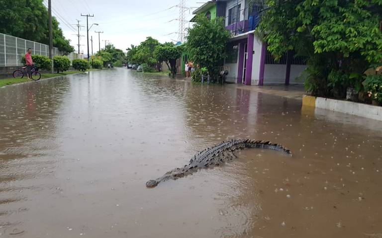 Falso ataque de cocodrilo causa alarma en playas de Tampico - El Sol de  México | Noticias, Deportes, Gossip, Columnas