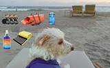 Repollo, recomendaciones para ir a la playa con tu perro