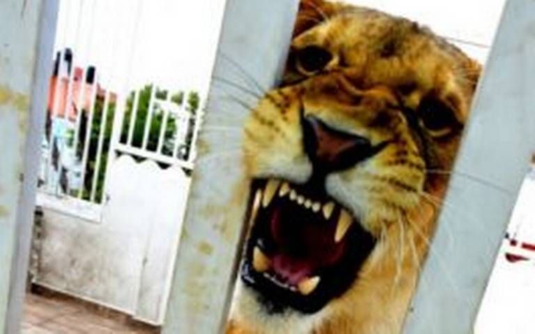 Adapta la azotea de su casa como jaula para sus leones, en CDMX colonia  Viaducto Iztacalco Profepa - El Sol de México | Noticias, Deportes, Gossip,  Columnas