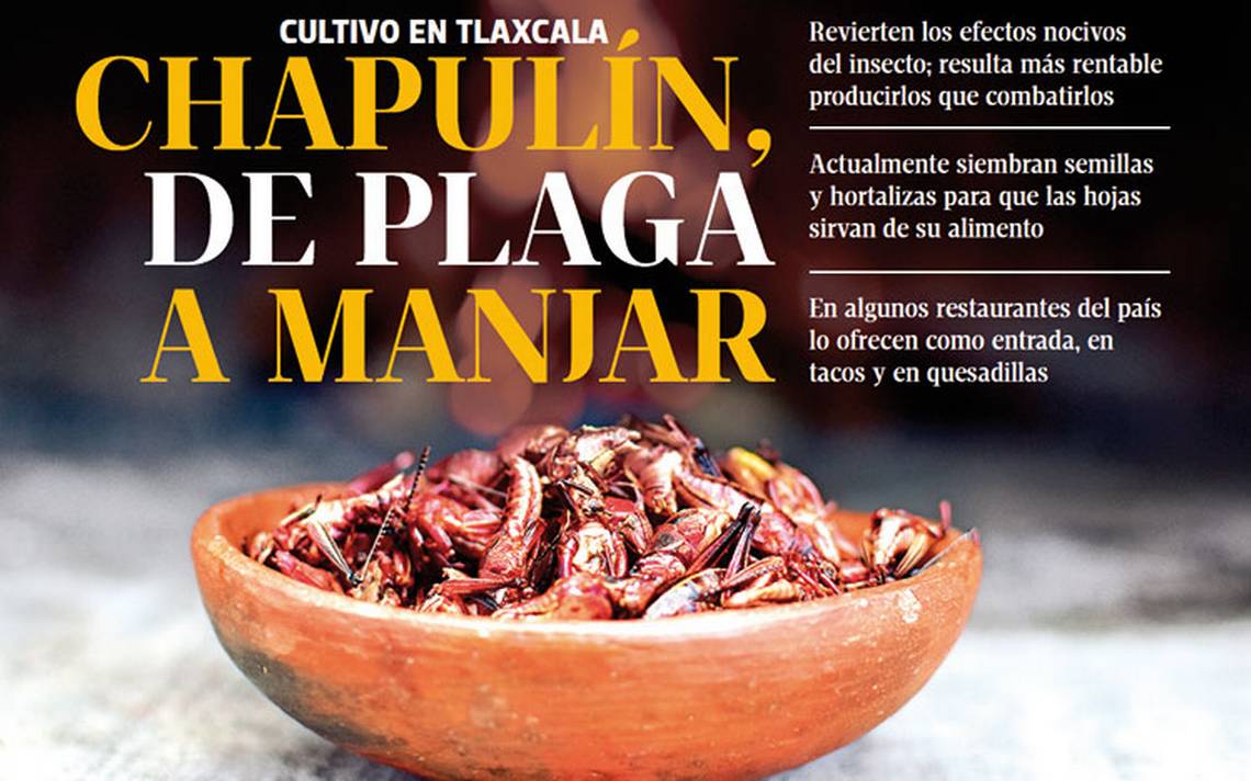 Chapulines cocina gourmet plaga alimento - El Sol de Sinaloa | Noticias  Locales, Policiacas, sobre México, Sinaloa y el Mundo