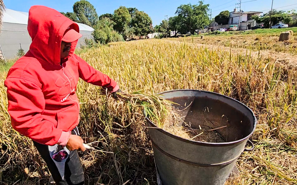 Autosuficiencia alimentaria queda cada vez más lejos, advierte Coneval - El  Sol de México | Noticias, Deportes, Gossip, Columnas